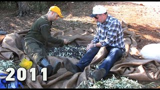 ΠΩΣ ΜΑΖΕΥΟΥΜΕ ΤΙΣ ΕΛΙΕΣ ΣΤΗΝ ΑΓΙΑ ΕΥΘΥΜΙΑ - OLIVE HARVEST