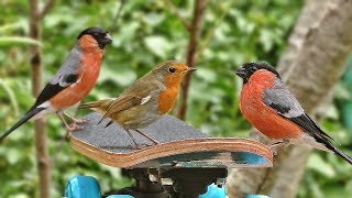 Videos for Cats to Watch : Skateboard Birds