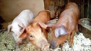 Поросятки в нашем хозяйстве# , бункерная кормушка для свиней своими руками#, поилка для поросят#