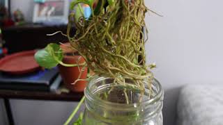 Propagating Pothos in Water & Transplanting Cuttings to Soil