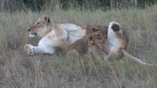 Жизнь львов. Один день из жизни львов.
