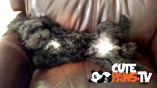 Funniest, Cute Animal Vine Compilation | May, Part 2 | CutePawsTV