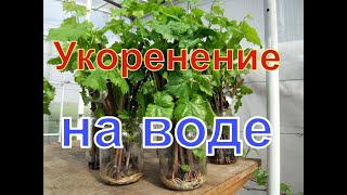 Виноград . Простейшее укоренение черенков , без дополнительных затрат.