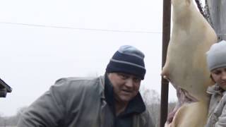 18+ // ЗАБОЙ И РАЗДЕЛКА КРУПНОЙ СВИНЬИ