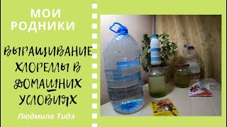 Выращивание хлореллы в домашних условиях