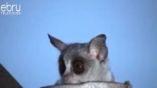 Bush Babies Wail Like Human Babies