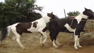 Horse Mating - Animal Mating 2017 - New Videos hot