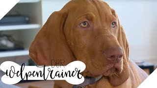 Wie akzeptiert mein Hund Grenzen? | Der Welpentrainer | sixx
