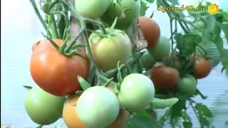 Не пасынкуются томаты Михаила Охина. Вот так Катя!