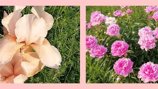 ДАЧНЫЕ ЗАРИСОВКИ. 9 июня 2019.//Буйство цветения!