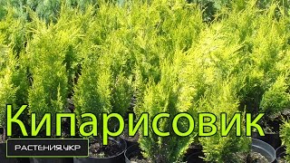Кипарисовик Голдкрест уход и полив в домашних условиях / Goldcrest cypress