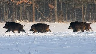 ОХОТА НА КАБАНА 2017. КАК НУЖНО СТРЕЛЯТЬ. Карабин Benelli Argo. Лучшие моменты из охоты.