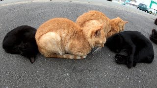 【猫島】爆睡する猫達、魚をくれる人が通りがかると飛び起きる