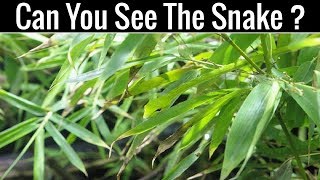 Nobody Can Find All The Hidden Animals | Optical Illusions | Brain Teasers |