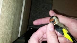 Καρδερίνα| Αρσενικό ή Θηλυκό ? (Its male or female ?)