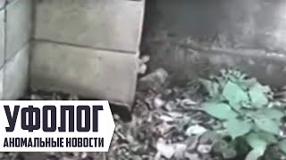 НАСТОЯЩИЙ ЭЛЬФ (гном) Снятый на камеру [Чудовище Или Гуманоид]