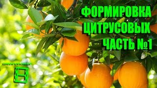 Формировка цитрусовых.  Часть 1 #Цитрусовые