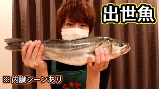 【グロ注意】大きな出世魚を捌く内臓ありver.【赤髪のとも】