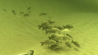 Подводная охота на Волге."Отпросился" в Волгоград )).ВОДА КАК СЛЕЗА - ВИДИМОСТЬ 7-8 МЕТРОВ!!!