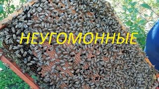 Рапс. Получилось ли сбить роевое состояние?