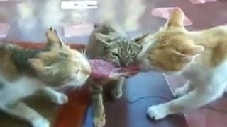 Три Кота и Кусок Мяса, Перетягивание, Прикол