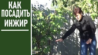 Как правильно сажать инжир чтобы он не вымерзал зимой