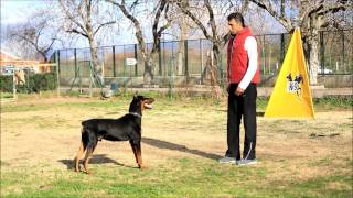 Profesyonel Köpek Eğitimi  7 -- Bursa K9 --