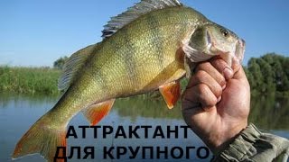 Аттрактант для ловли окуня своими руками.