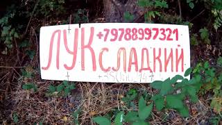 Крым,ВАС ОБМАНЫВАЮТ ВСЮДУ.  СЛАДКИЙ ЯЛТИНСКИЙ ЛУК,ВСЯ ПРАВДА О НЕМ,дом домовых,, родник,