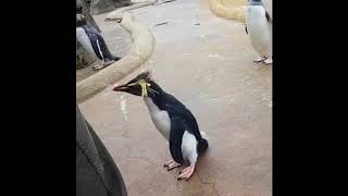 Penguin FRIDAY