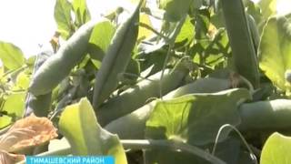 Урожай горошка собирают круглосуточно