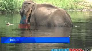 Noticeable decrease in number of wild elephants | കാട്ടാനകളുടെ എണ്ണം കുറയുന്നു