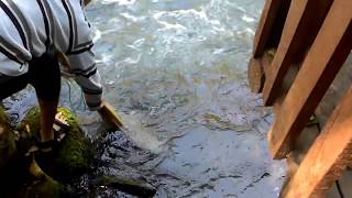 Грузия. Ловля рыбы сеткой в горной реке. Саирме. Fishing network in mauntain river. Georgia. Sairme.