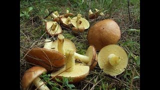 В лес по грибы 25 авг2018г ( 1) Начались опята