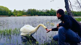 Мой дикий лебедь