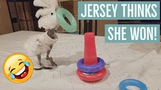 My Cockatoo Playing with Baby Toys | PARROT VIDEO OF THE DAY