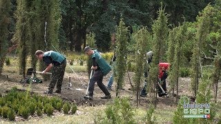 Як рослини готуються до зими