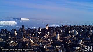 Poop-encrusted rocks reveal penguin supercolony in Antarctica | Science News