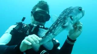Diver Saves Puffer Fish (Saving Puff Daddy)