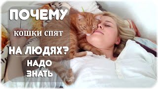 Почему кошки любят спать на людях?