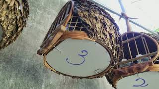Cu Gáy Bổi bẫy đấu phấn đẹp chia sẻ với cả nhà , sđt 0908070555, fanpage : Chim Cảnh Đất Việt
