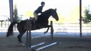 Setting Up Trot & Canter Bounces for Horses