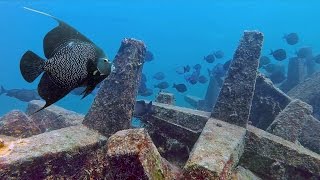 Dania Beach Erojacks | Scuba Diving the Dania Beach Erojacks