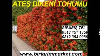 ATEŞ DİKENİ TOHUMU SATIŞ,ATEŞ DİKENİ TOHUMLARI,ATEŞ DİKENİ TOHUMU ANKARA,ATEŞ DİKENİ TOHUMLARI Ateş
