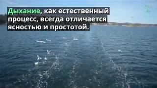 Дыхание