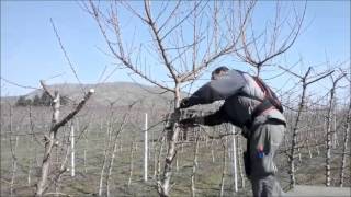 ΚΛΑΔΕΜΑ ΜΟΝΟΚΛΩΝΩΝ ΡΟΔΑΚΙΝΩΝ - POTATURA PESCO - FELCO