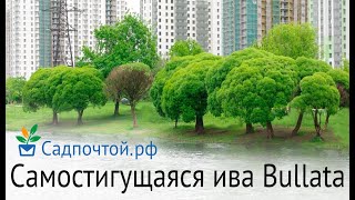 Ива ломкая, Salix fragilis, самостригущаяся, " Bullata"