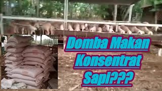 Memberi Makan Domba Kambing dengan Pakan Konsentrat Sapi ~Peternak Biasa