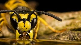 Классный фильм!!!  Насекомые   Документальный фильм про насекомых канала  BBC