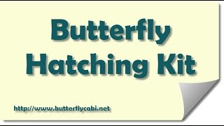 Live Butterfly Hatching Kit